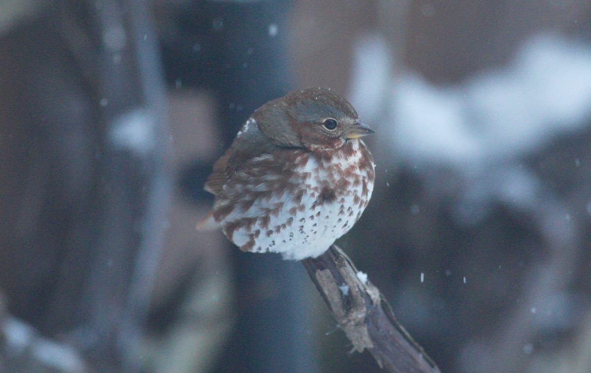 strnadec kaštanový - ML302580471