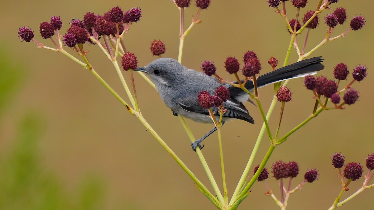 Masked Gnatcatcher - Luis Piñeyrua