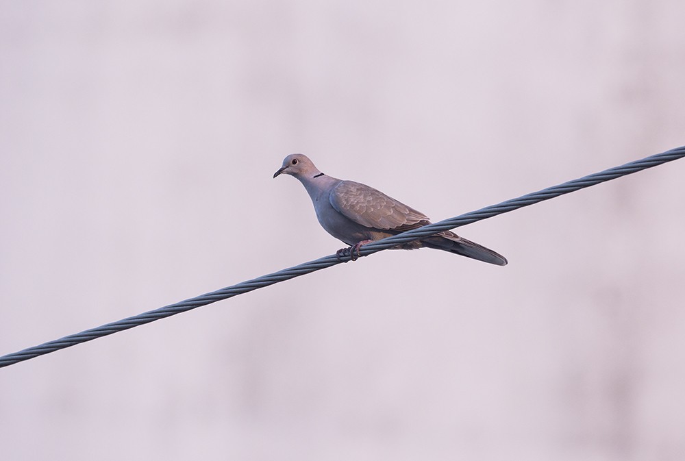 Eurasian Collared-Dove - Stefan Minnig