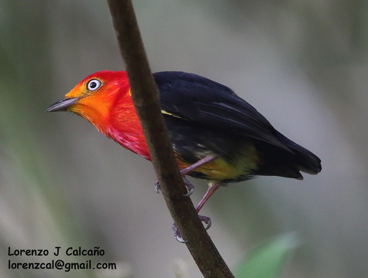 Crimson-hooded Manakin - Lorenzo Calcaño