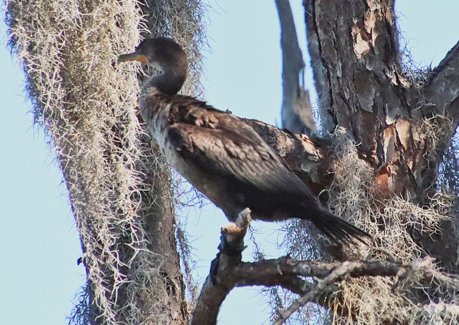 Cormoran à aigrettes - ML302582531