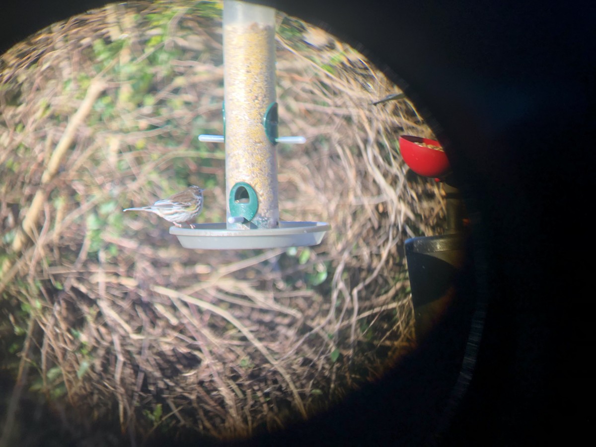 Yellow-rumped Warbler - ML302582991