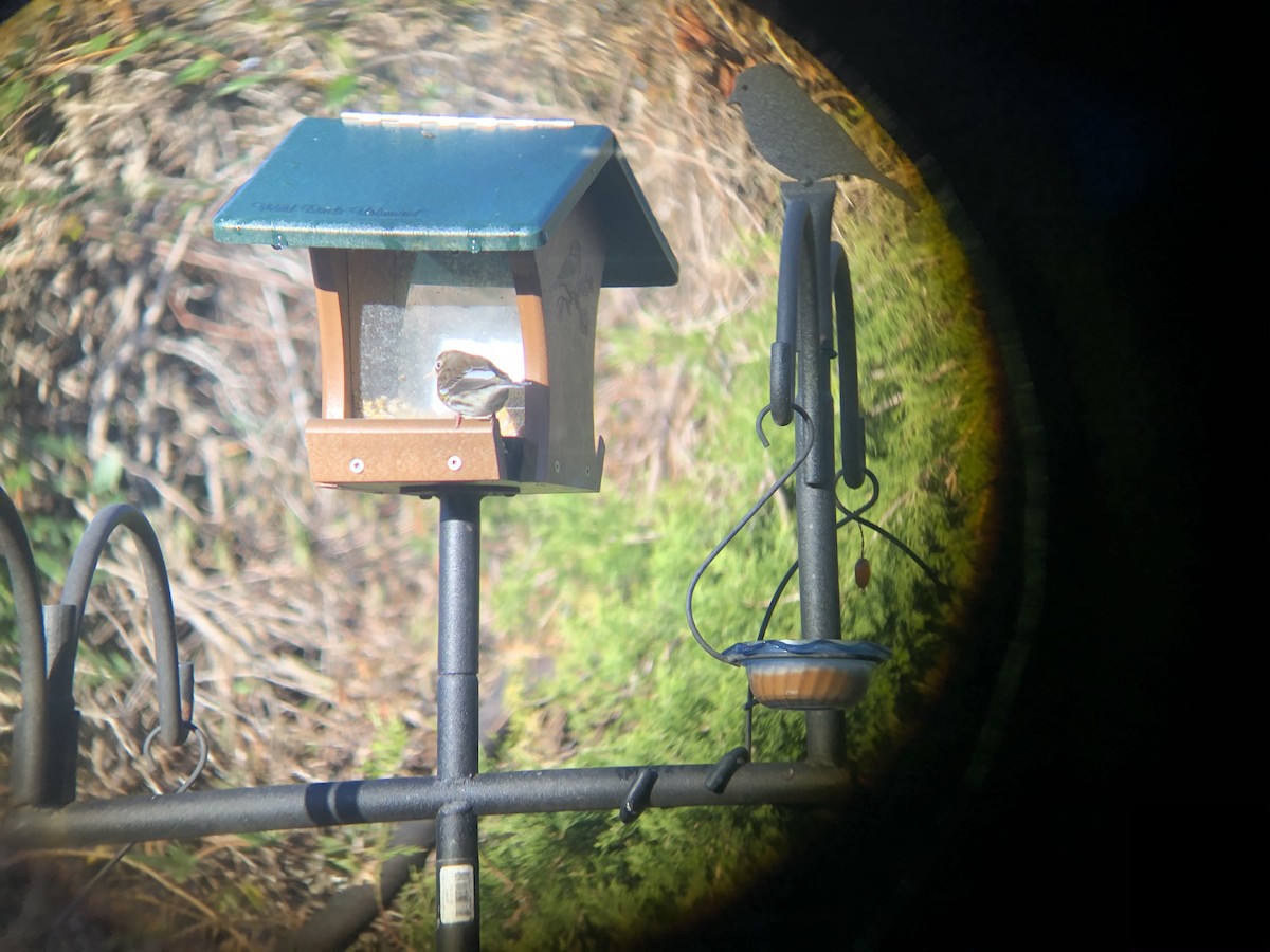 Yellow-rumped Warbler - ML302583001