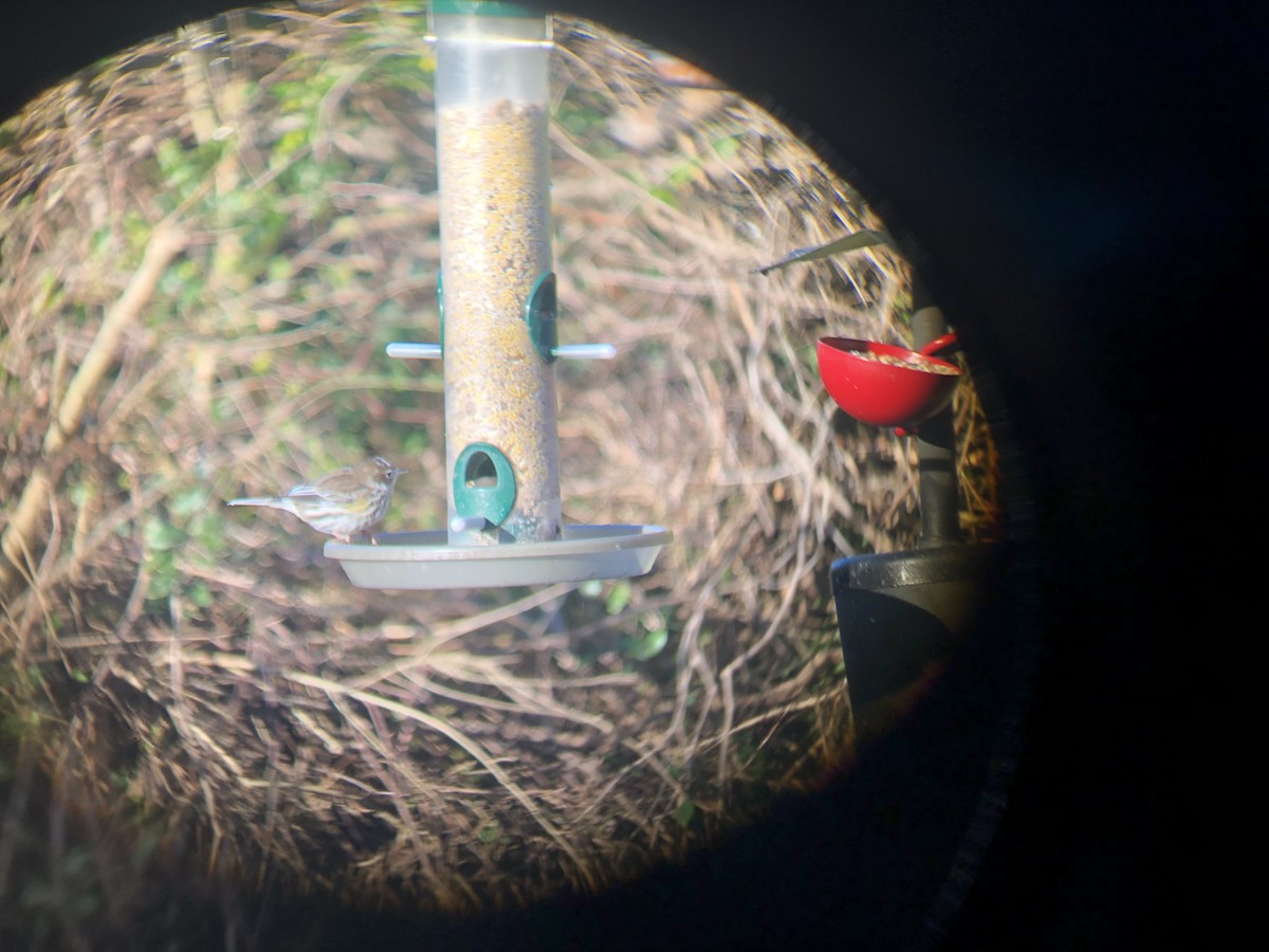 Yellow-rumped Warbler - ML302583011