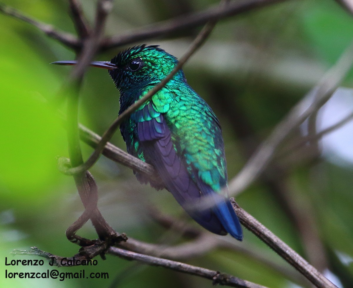 kolibřík modrobradý - ML302583341