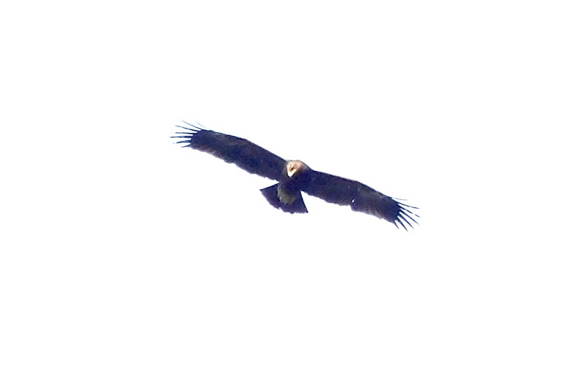 eagle sp. - ML302584481