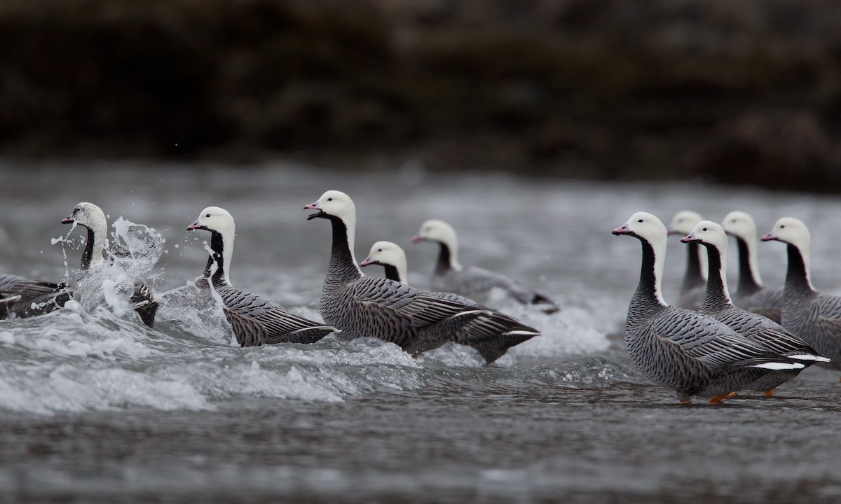 Emperor Goose - ML30258451