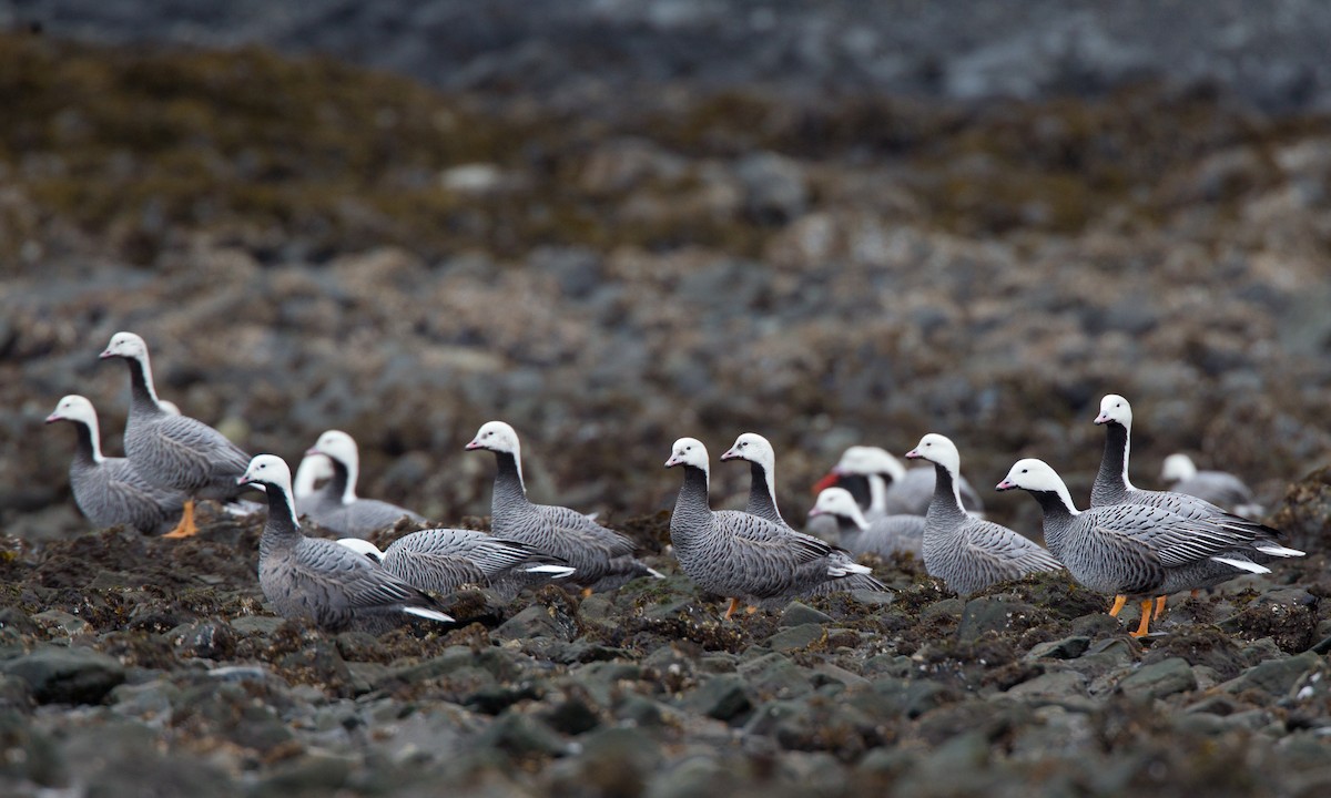 Emperor Goose - Chris Wood