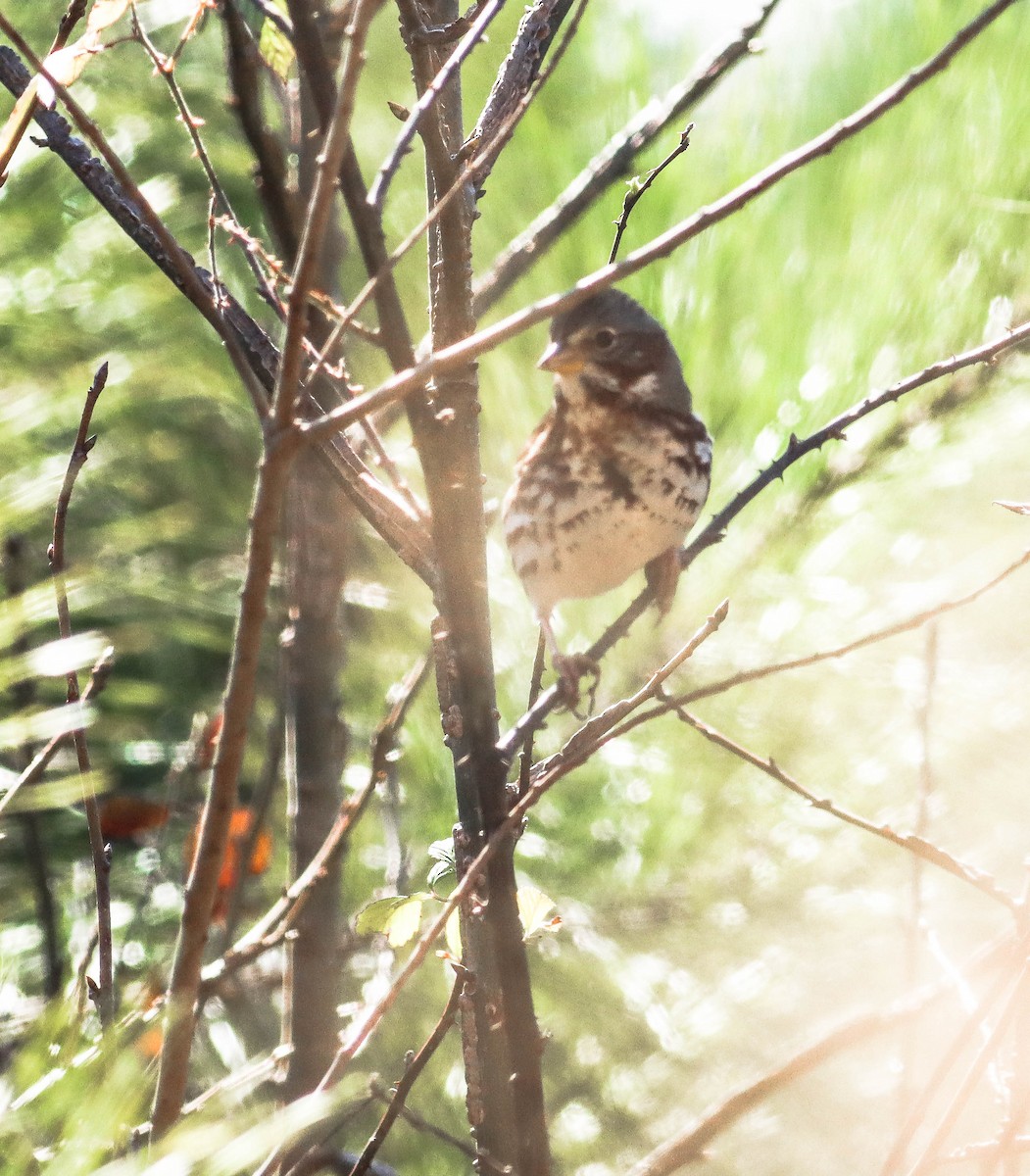 Fox Sparrow (Red) - Colette Micallef