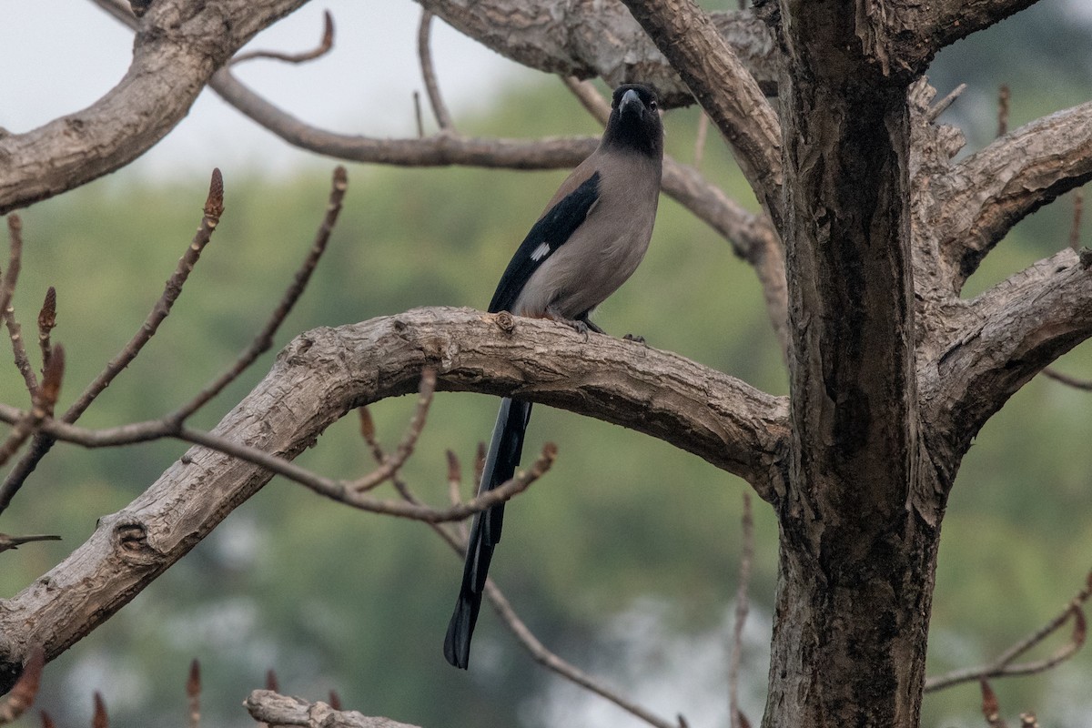 Gray Treepie - Vivek Saggar