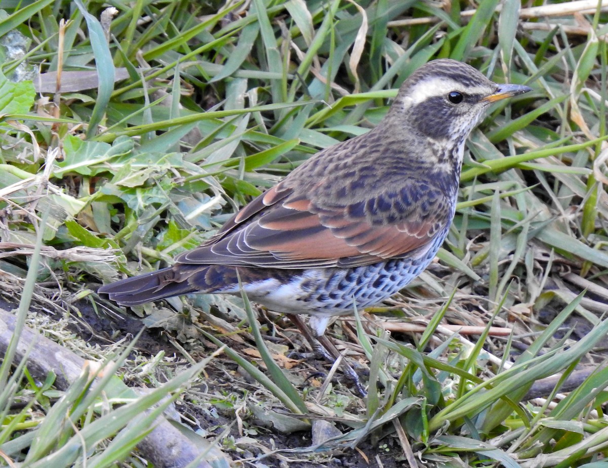 Dusky Thrush - ML302587671