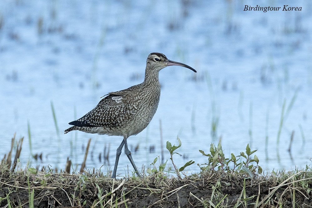 Whimbrel - ML302587911