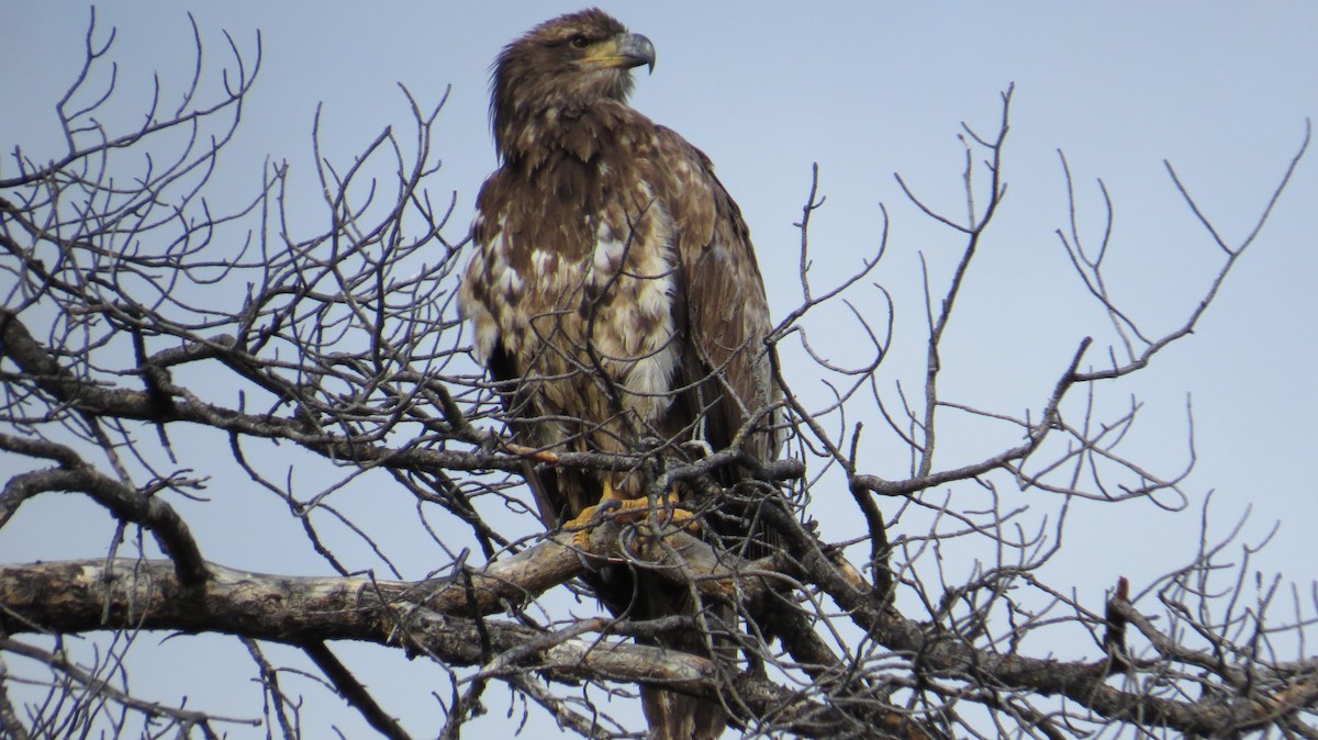 Bald Eagle - ML30258901