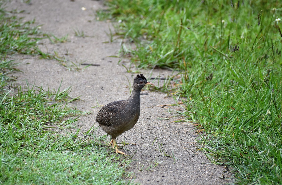 Andean Tinamou - ML302589661