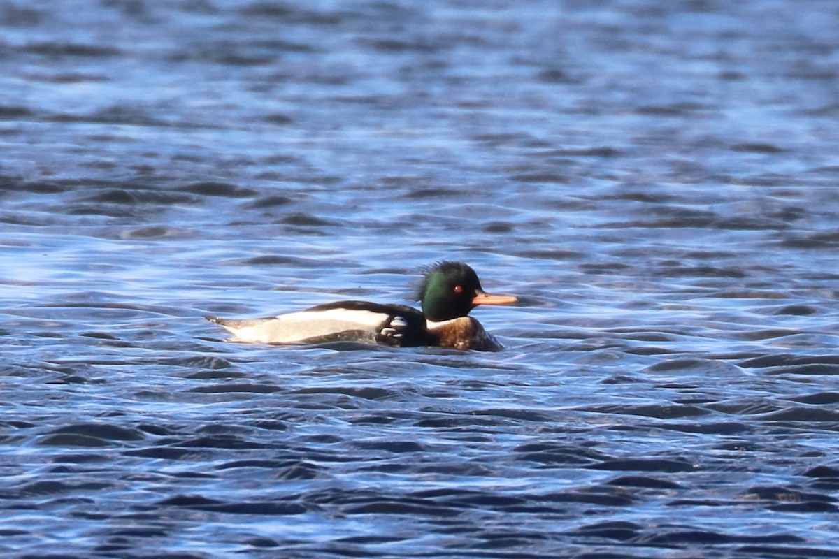 Red-breasted Merganser - Bruce Kerr