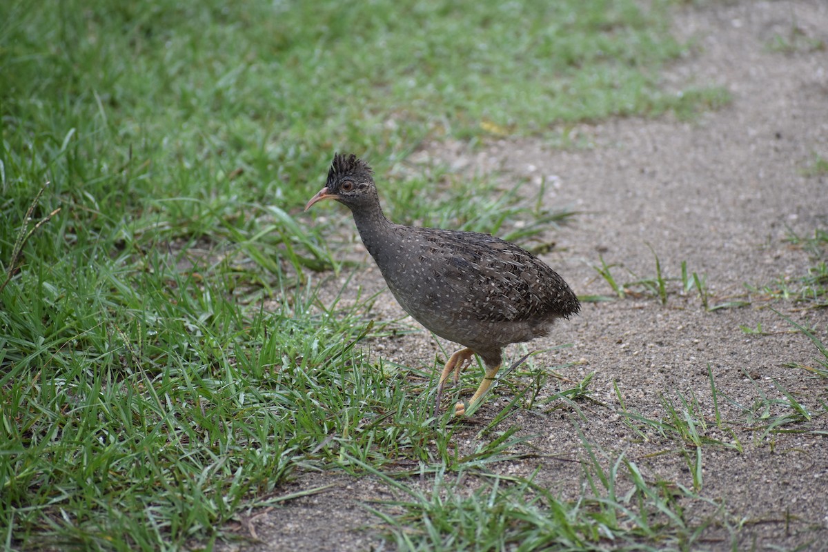 Andean Tinamou - ML302590441