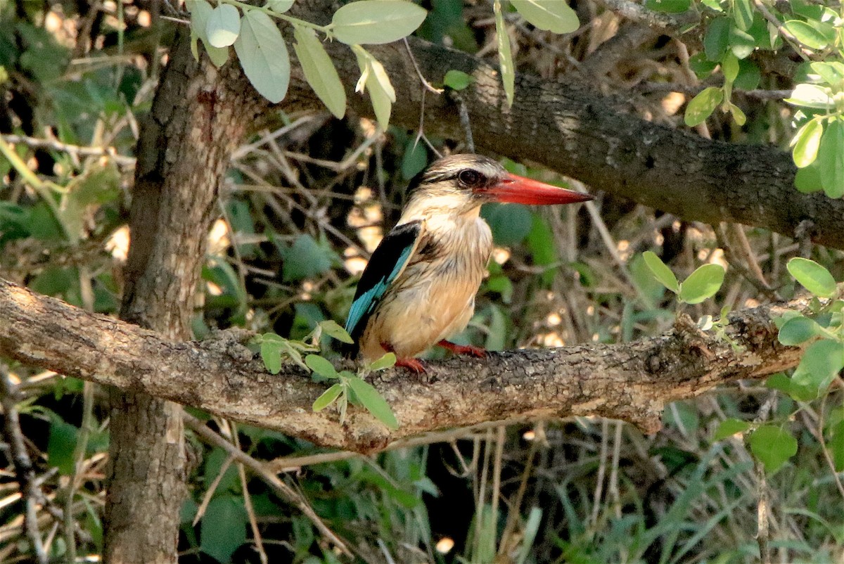 Brown-hooded Kingfisher - ML302590551