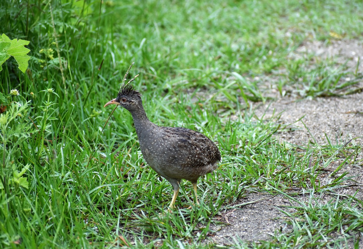 Andean Tinamou - ML302591001