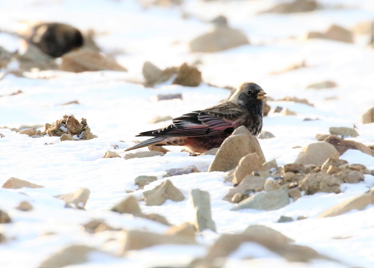 Asian Rosy-Finch - ML302591291