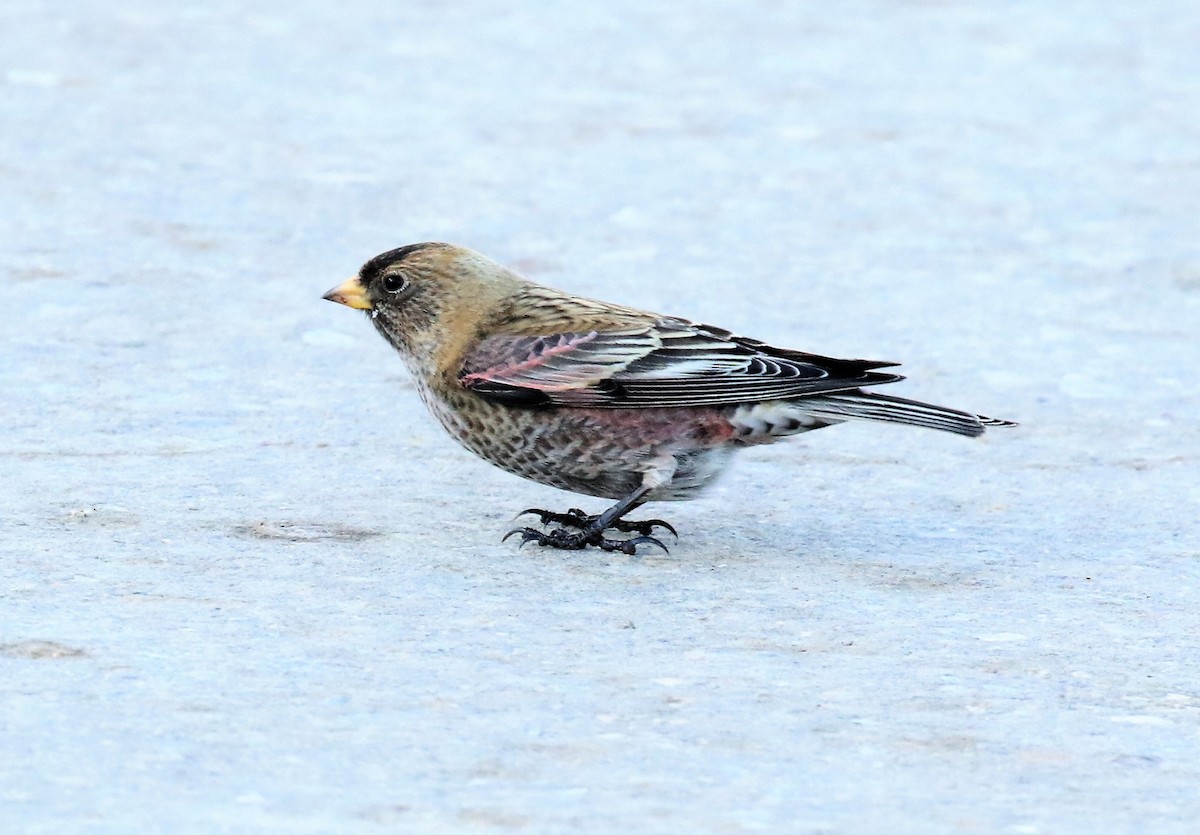 Asian Rosy-Finch - ML302591311