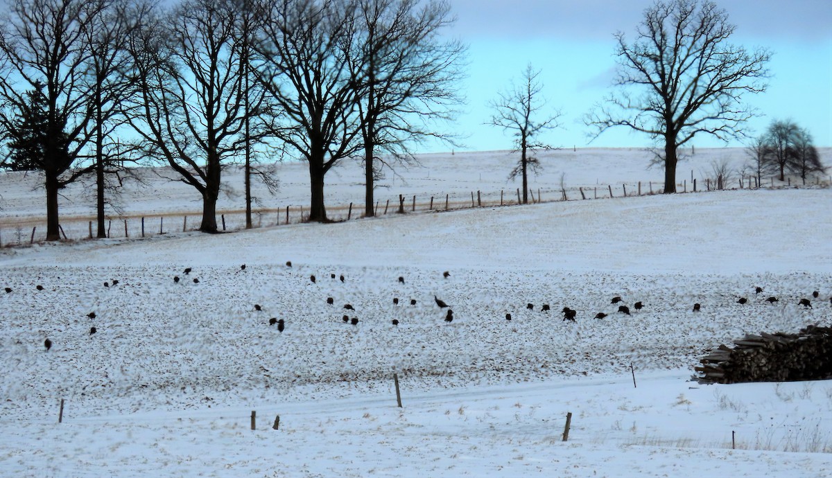 Wild Turkey - ML302592761