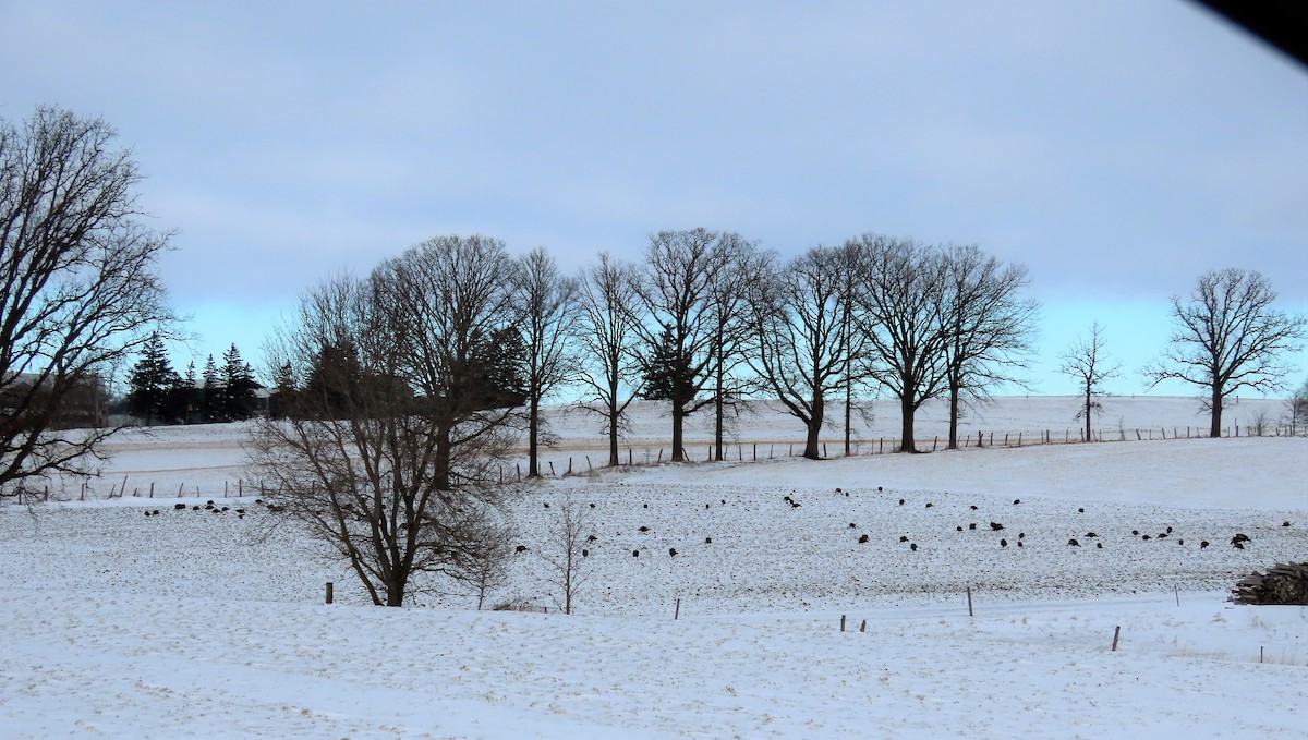 Wild Turkey - ML302592771