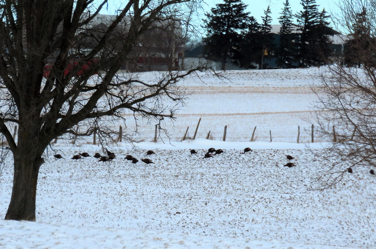 Wild Turkey - ML302592781