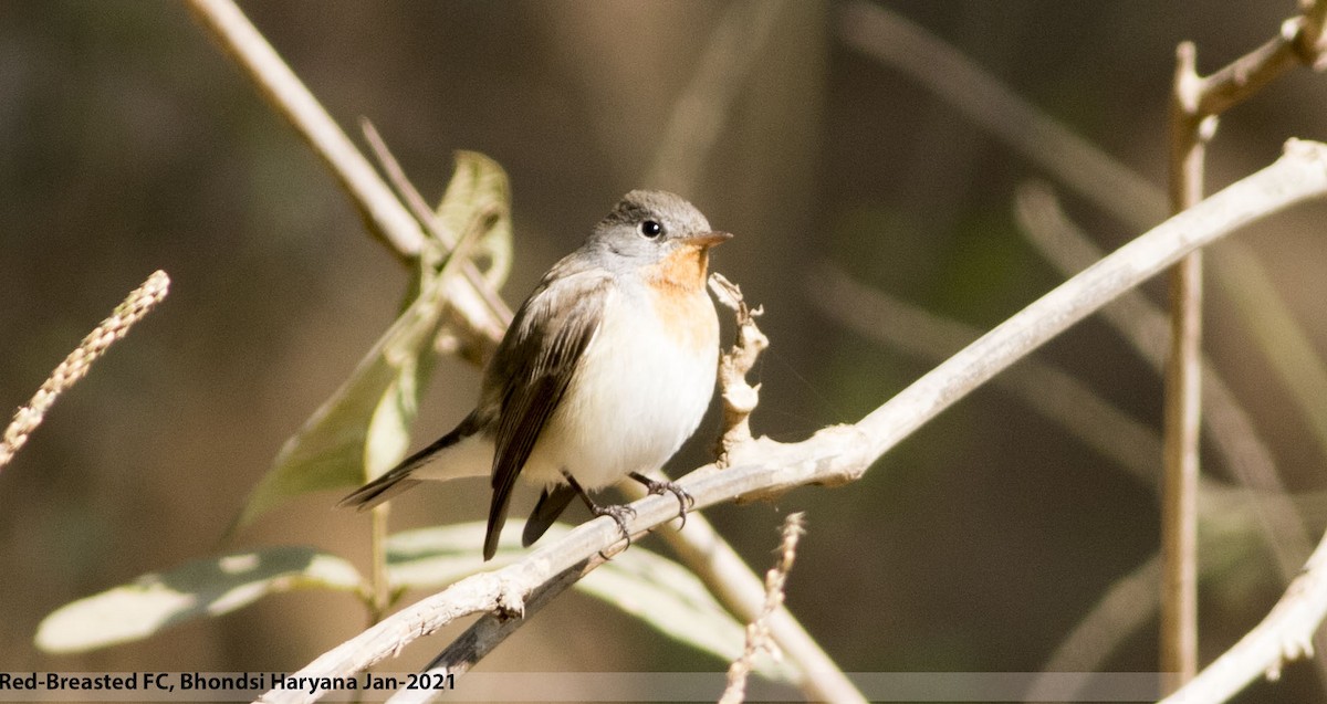 Red-breasted Flycatcher - Mohit Mehta
