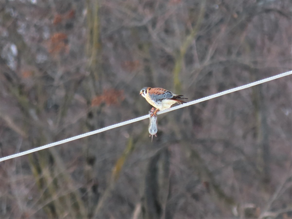 American Kestrel - ML302593021