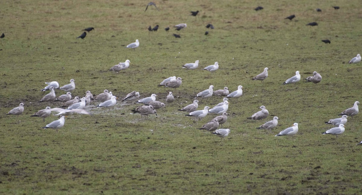 Herring Gull - ML302593081