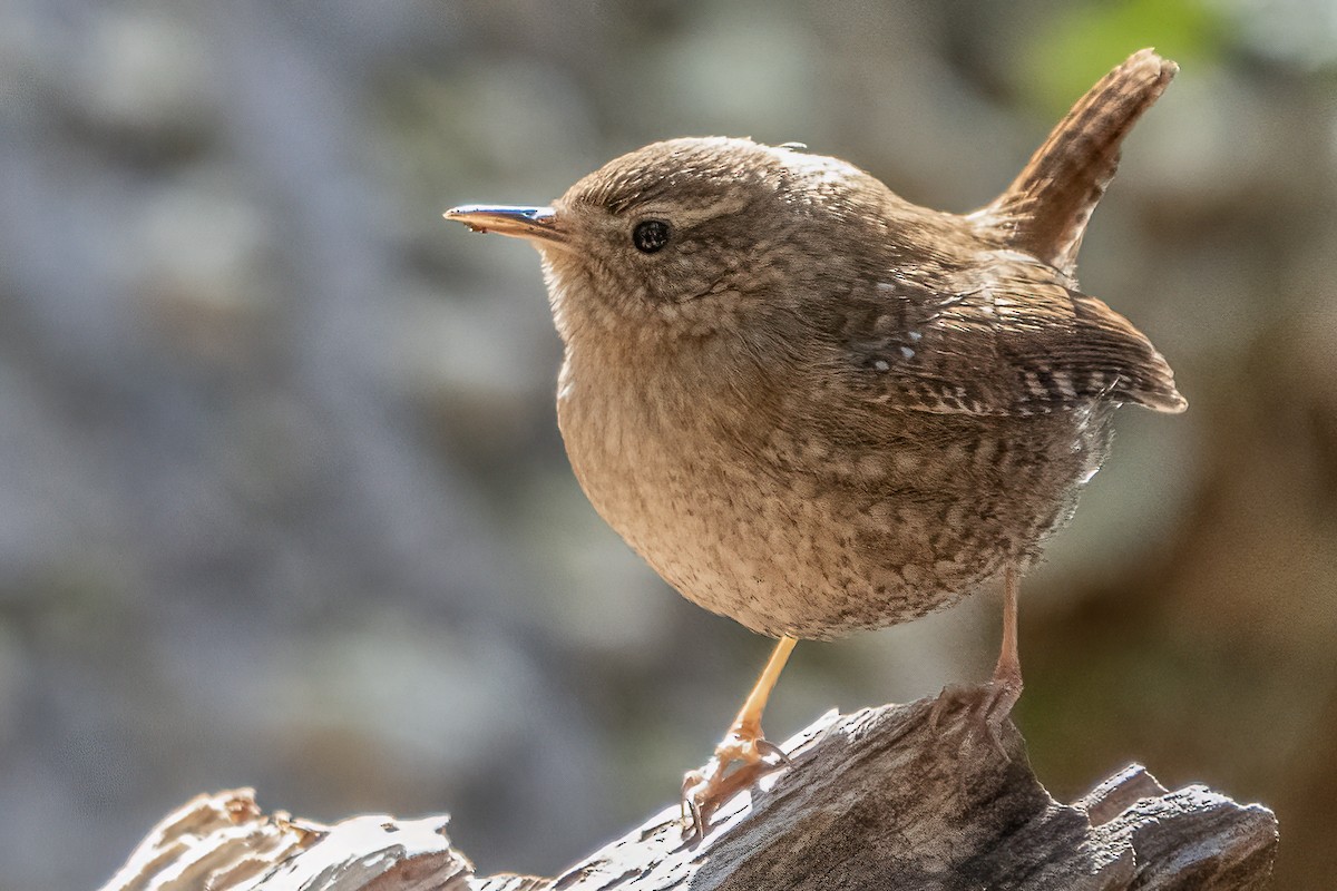 Winter Wren - Bill Wood
