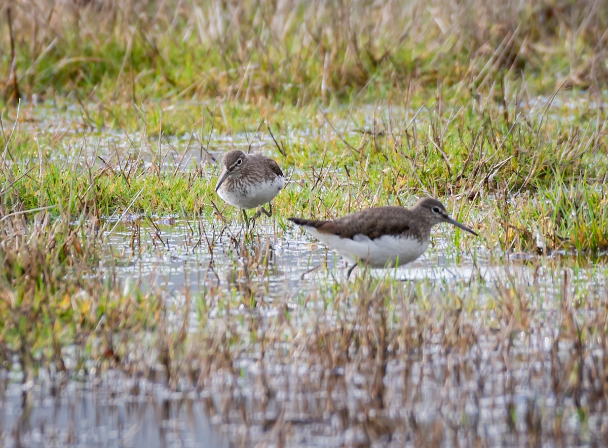 Green Sandpiper - ML302593481