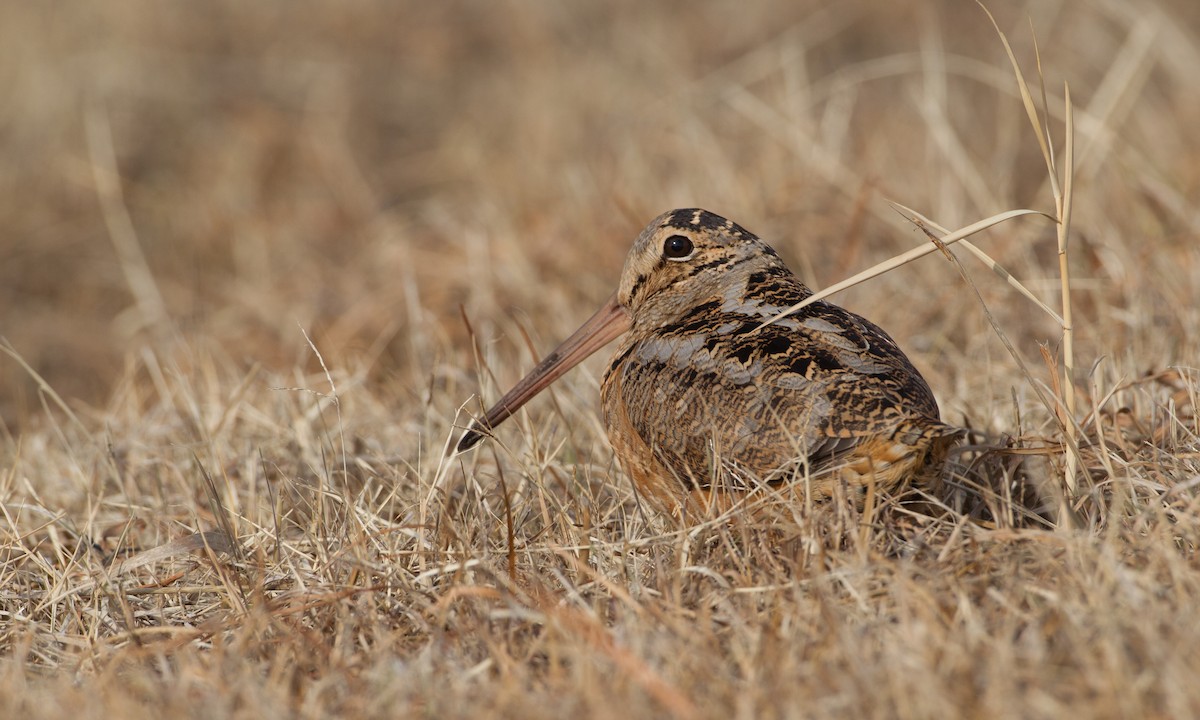 American Woodcock - ML30259451