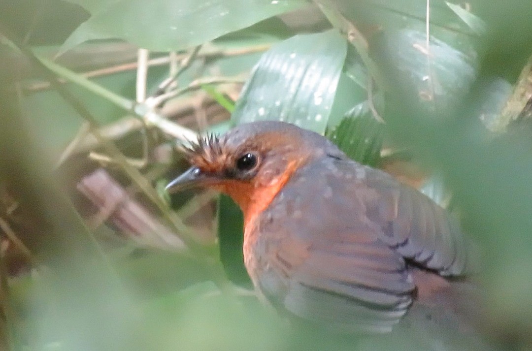 Stresemann's Bristlefront - ML302594581