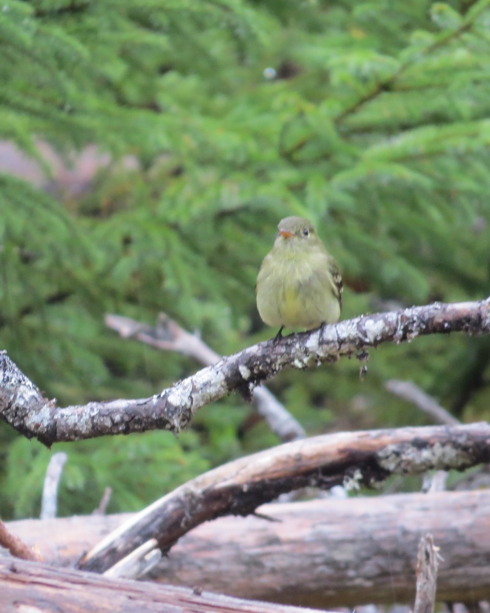 Yellow-bellied Flycatcher - ML30259551