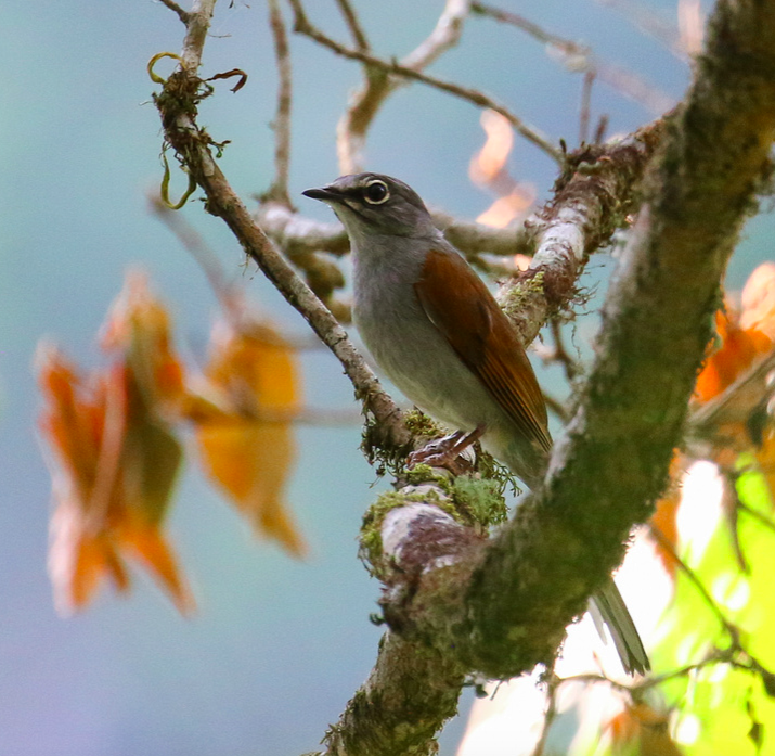 Solitario Dorsipardo - ML302595821