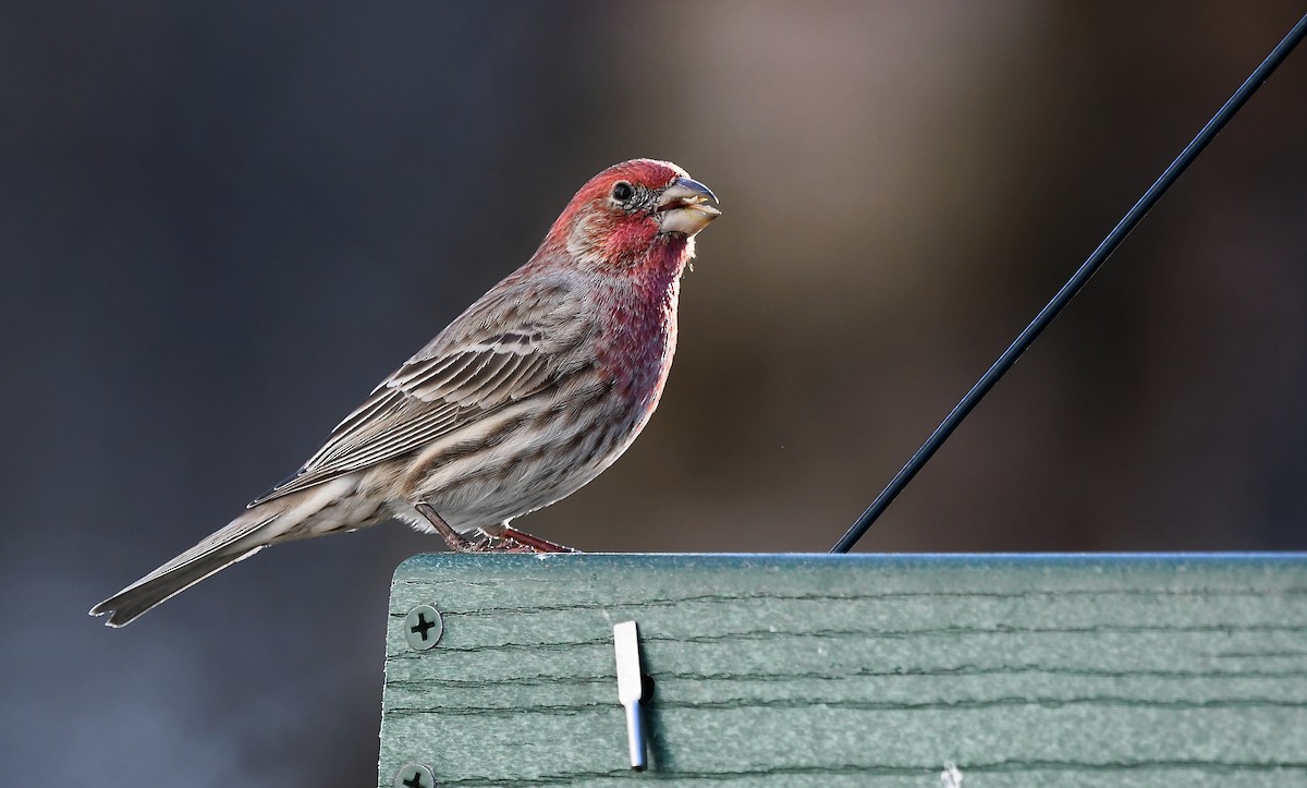 House Finch - ML302596191