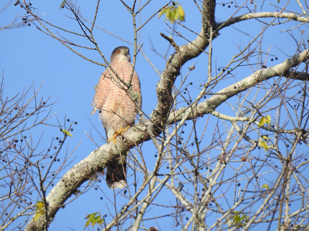 Cooper's Hawk - Patricia Bazany