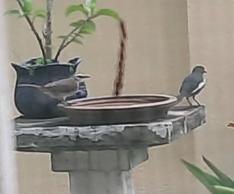 Oriental Magpie-Robin - Salocin Dot TEN