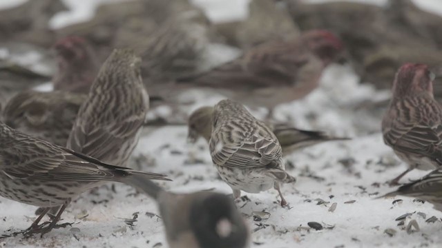 Cassin's Finch - ML302597551