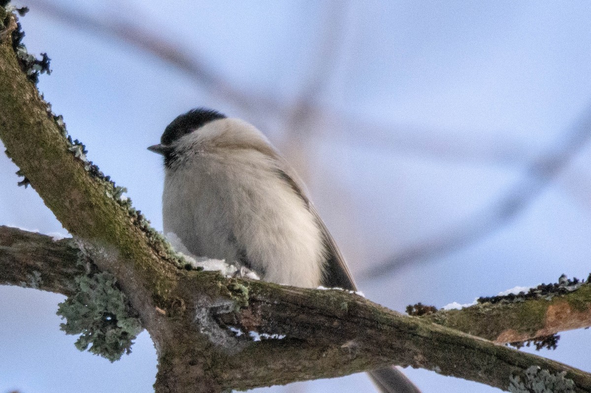 Marsh Tit - ML302598581