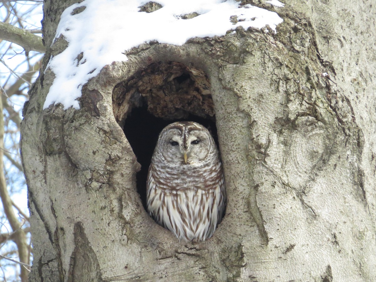 Barred Owl - ML302600221