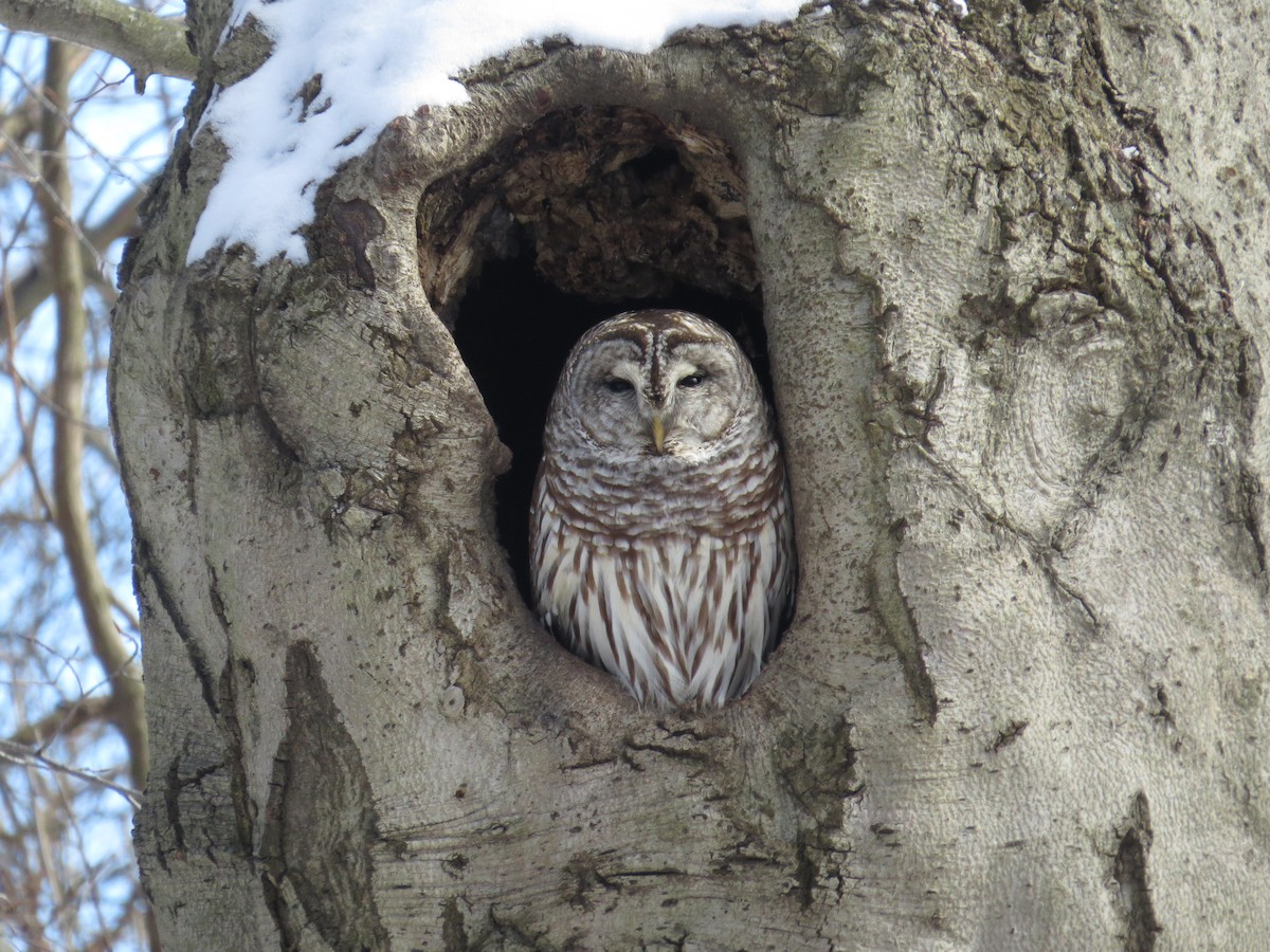 Barred Owl - ML302600461