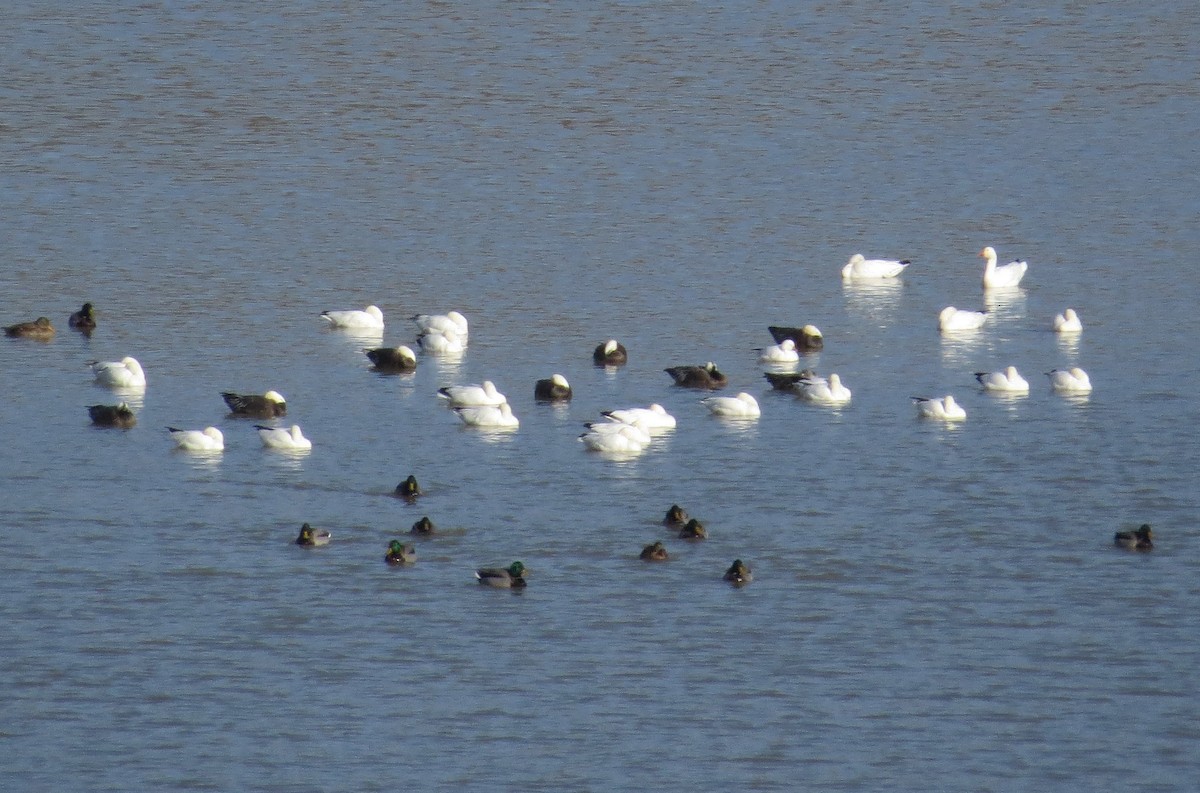 Snow Goose - ML302601361