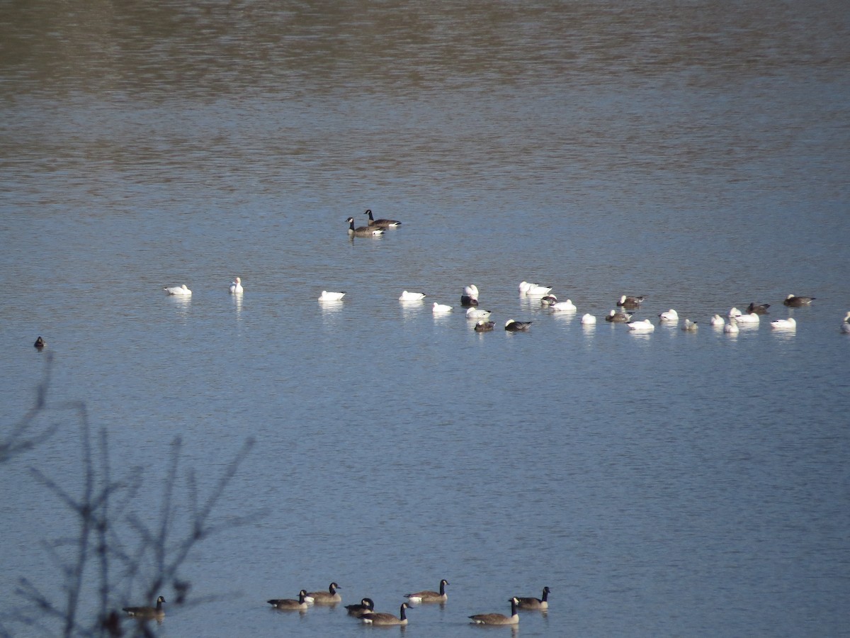 Snow Goose - ML302601371