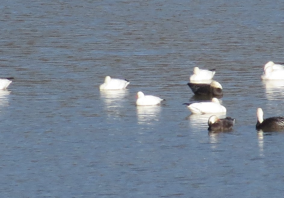Ross's Goose - ML302601381