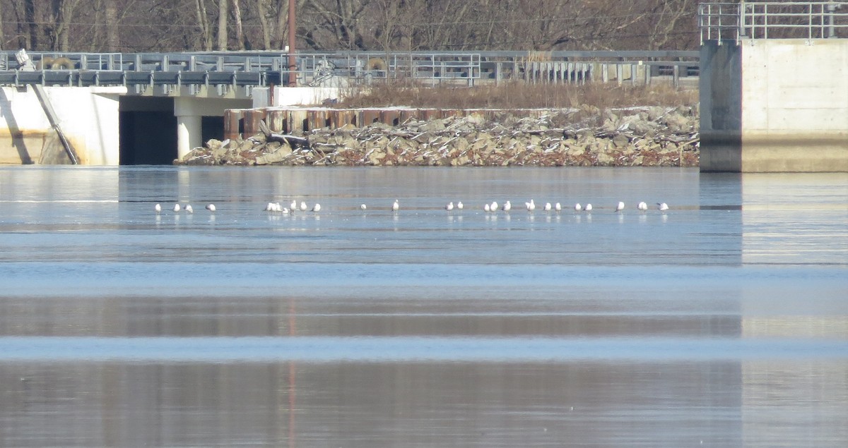 Ring-billed Gull - ML302601501