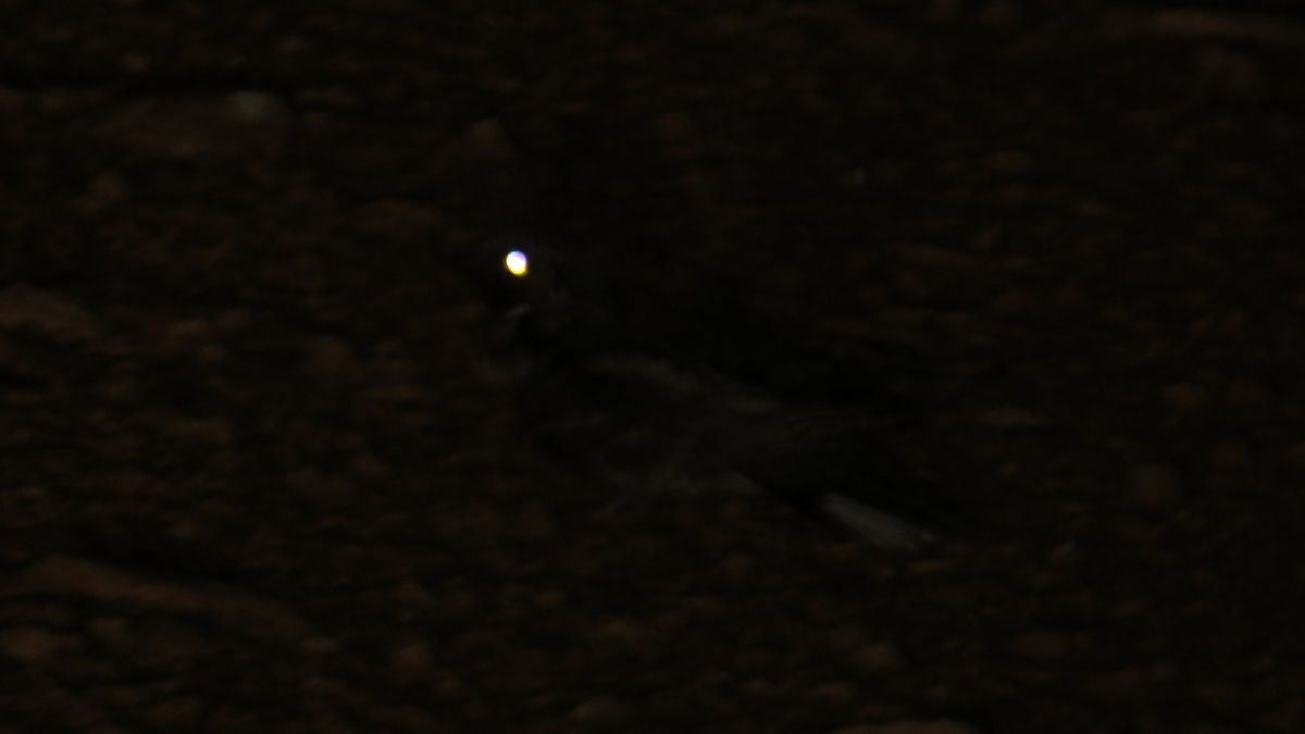 Eastern Whip-poor-will - ML30260151