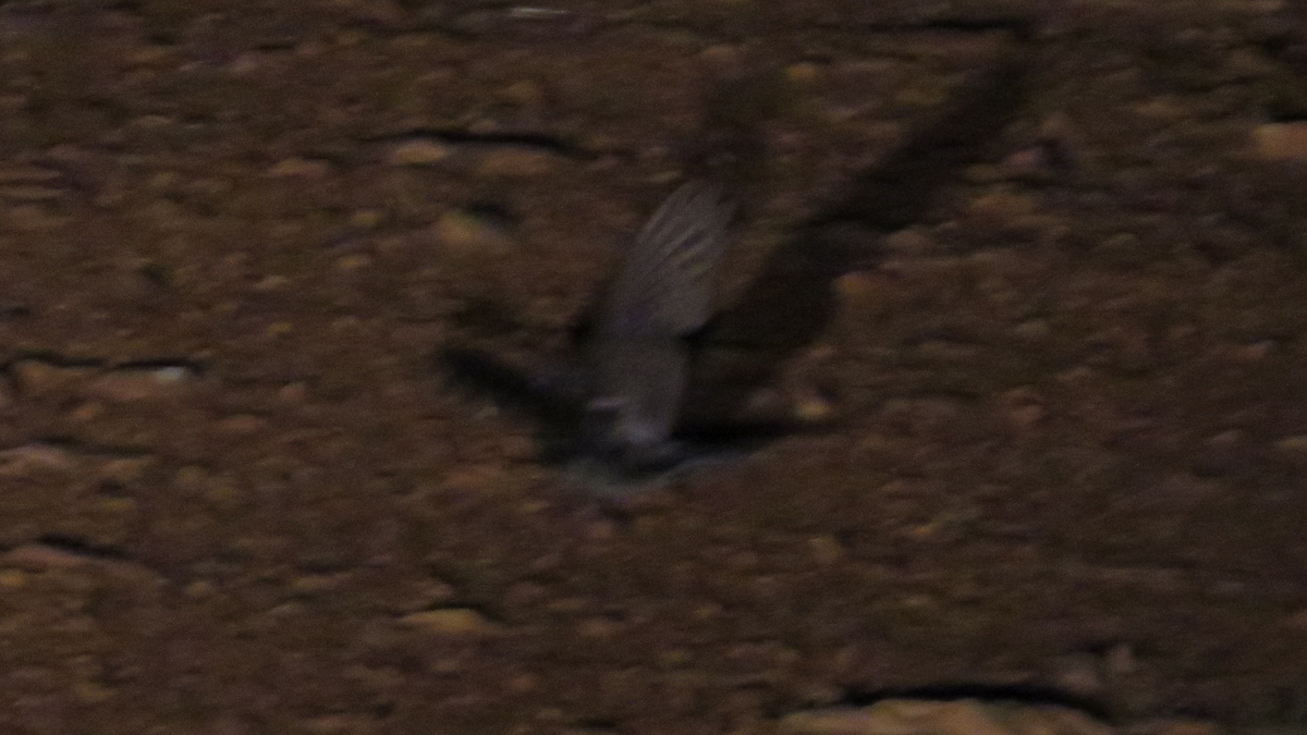 Eastern Whip-poor-will - ML30260161