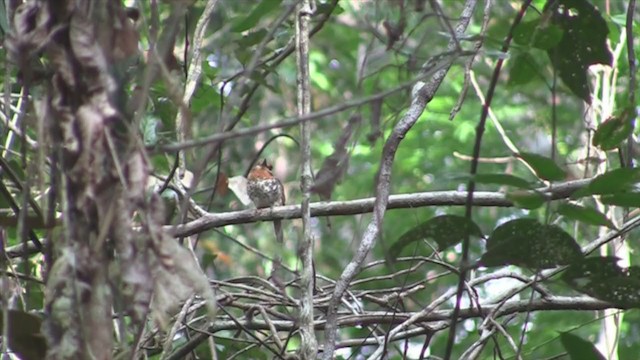Spotted Puffbird - ML302601691